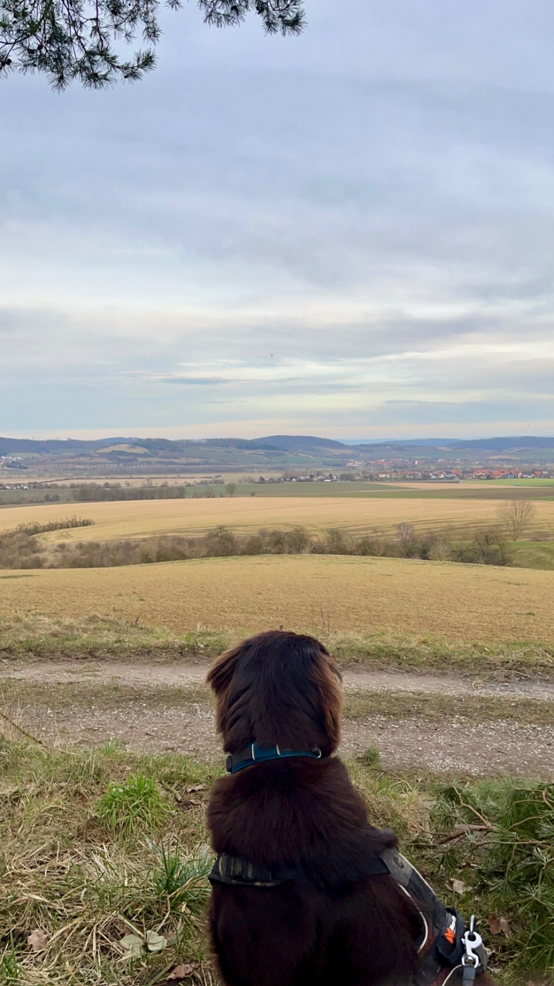 Blick über das Leinetal mit Hund