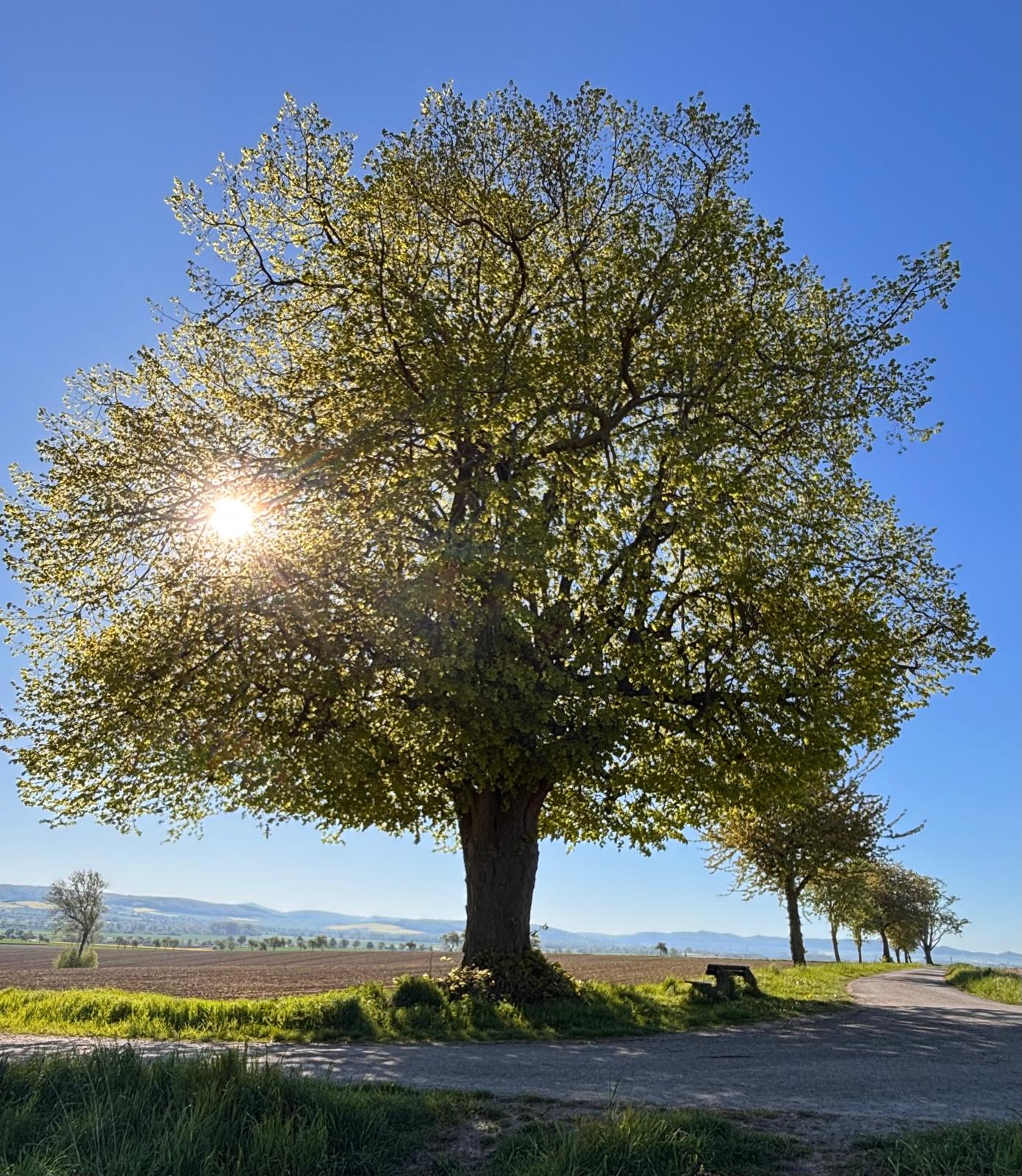 Alte Linde mit Blick ins Leinetal