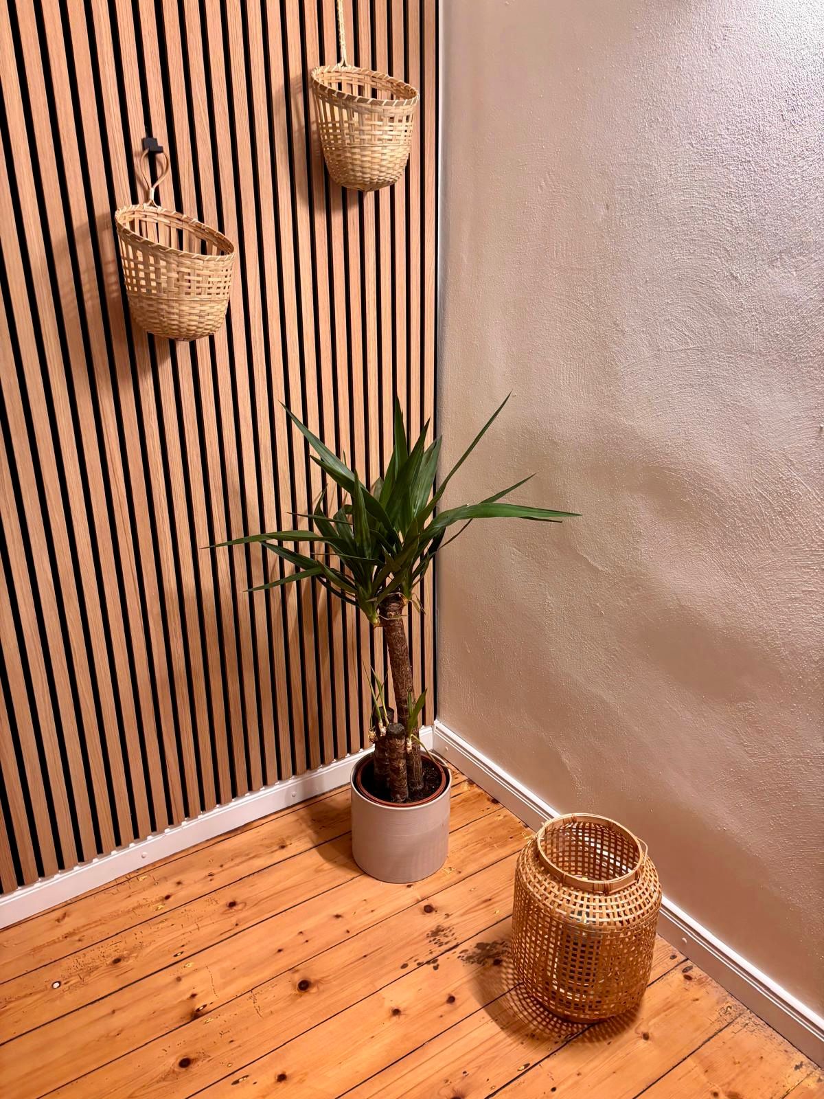 Akustikwand mit Yucca und Korbdeko